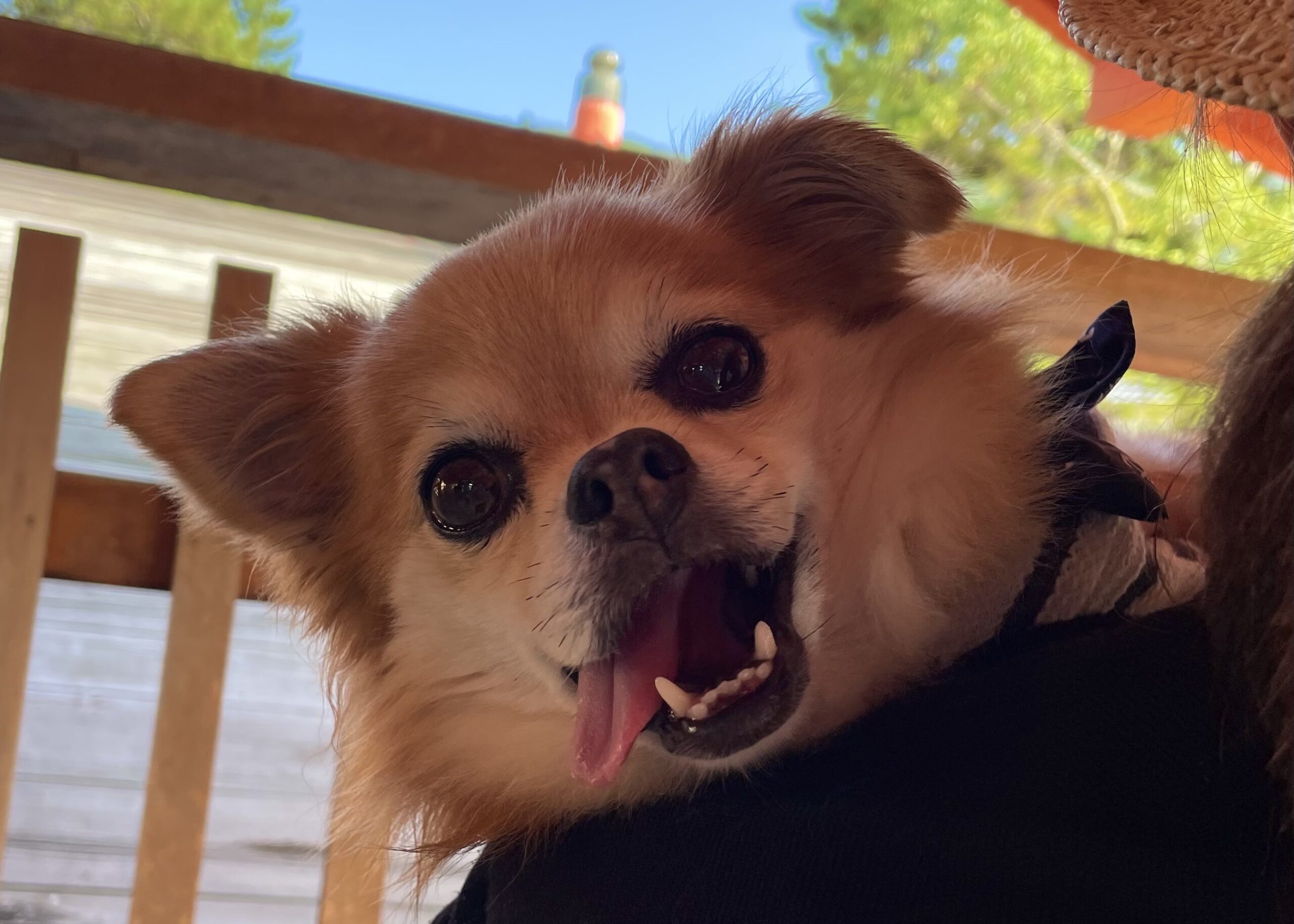 ペットとの旅行の原風景