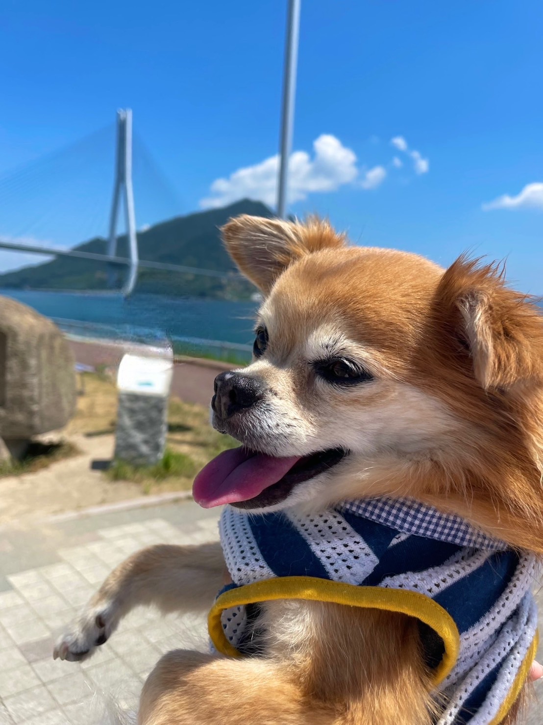 ペットとの写真